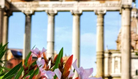 Wander through incredible temples and monuments in the Roman Forum