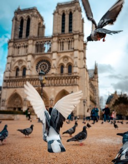 Essential Paris: Walking Tour with Notre-Dame