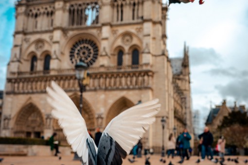 Essential Paris: Walking Tour with Notre-Dame