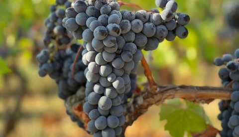 Chianti and San Gimignano: Exclusive Wine and Arts Tour - image 3