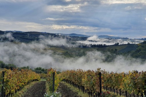Chianti and San Gimignano: Exclusive Wine and Arts Tour