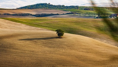 Bolgheri and The Super Tuscans Private Wine Tour - image 4