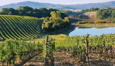 Bolgheri and The Super Tuscans Private Wine Tour - image 3