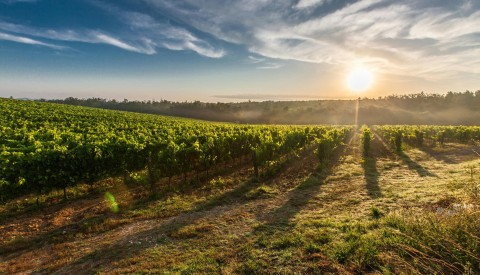 Bolgheri and The Super Tuscans Private Wine Tour - image 1