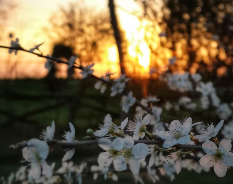 Flowers blooming in Rome during Spring
