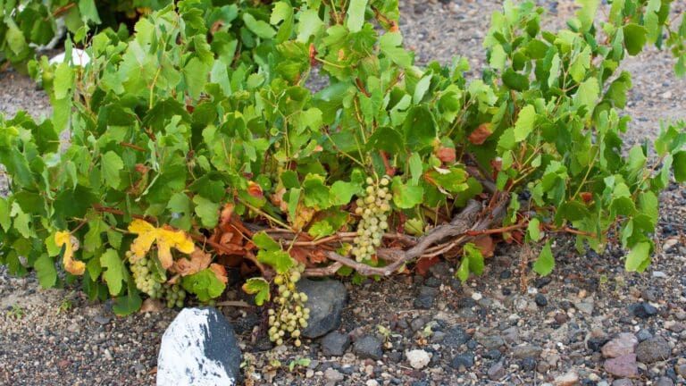 The vineyards of Santorini