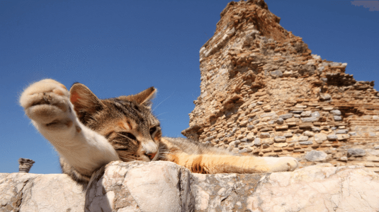 a cat suns himself amongst the ruins of ephesus in turkey