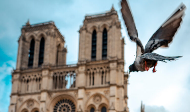 pigeons landing in front of notre dame cathedral in paris