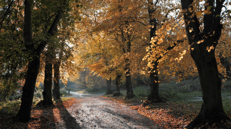 Hampstead Heath in london