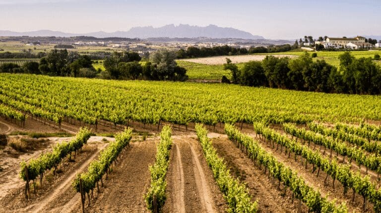 Penedes Wine Country