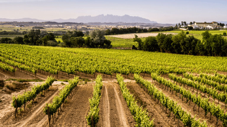 Penedes Wine Country