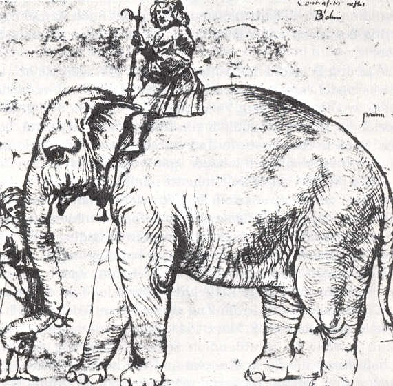 raphael's drawing of hanno the elephant
