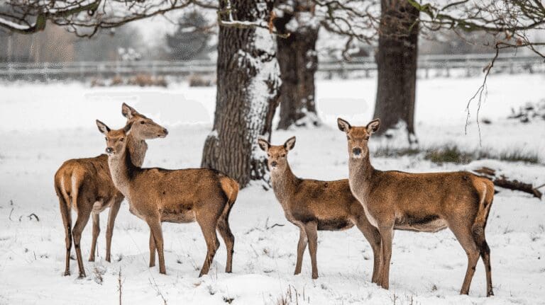 Richmond Park in london