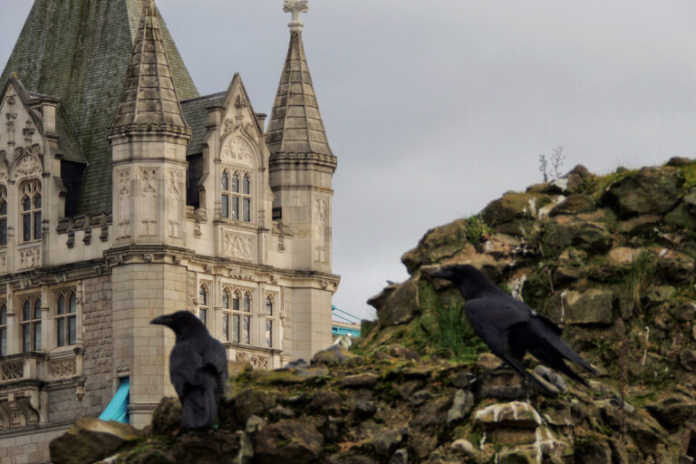 The Ravens Tower of London