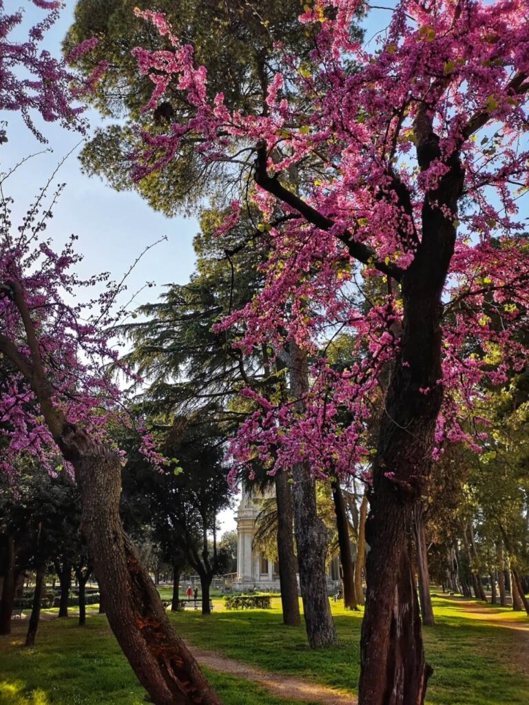 spring flowers in the villa borghese park in rome