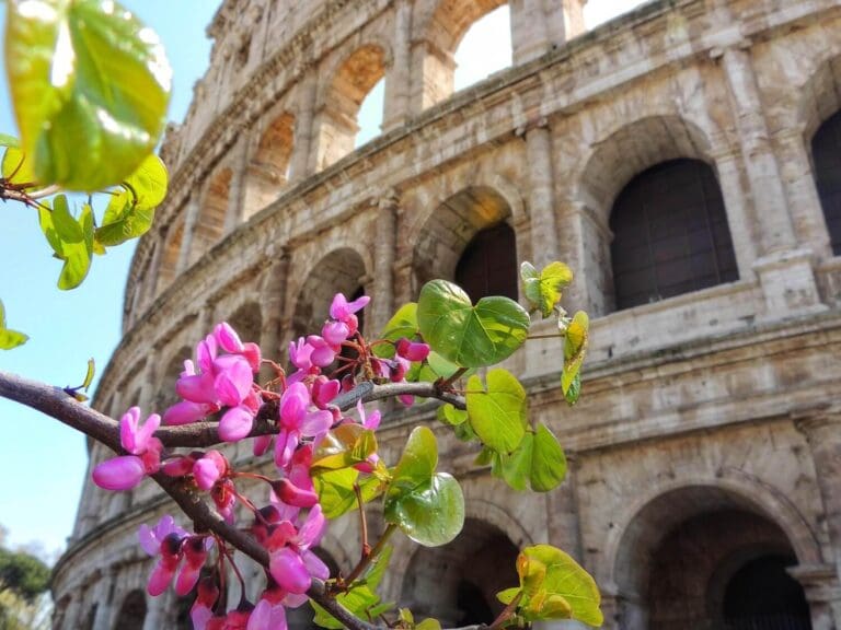 flowers in front of the colosseum in rome