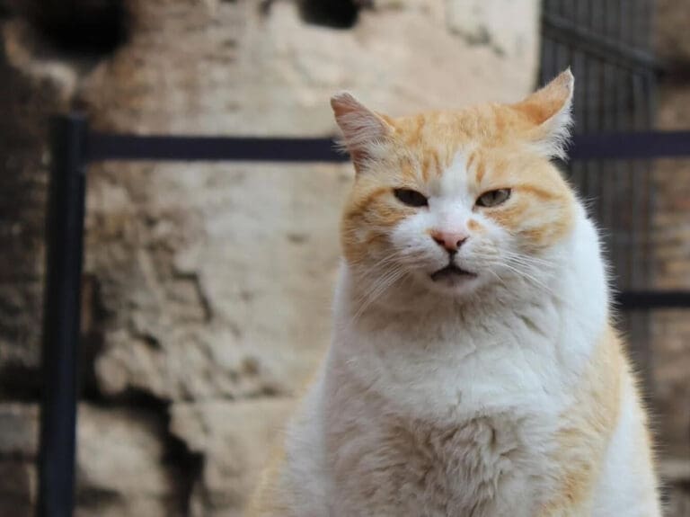 a cat lounges in the ruins of largo argentina in rome