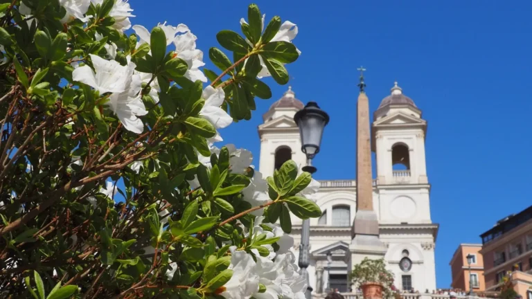 close up of the bianca di spagna azalea