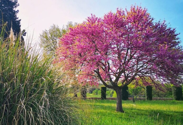 trees at hadrian's villa in tivoli