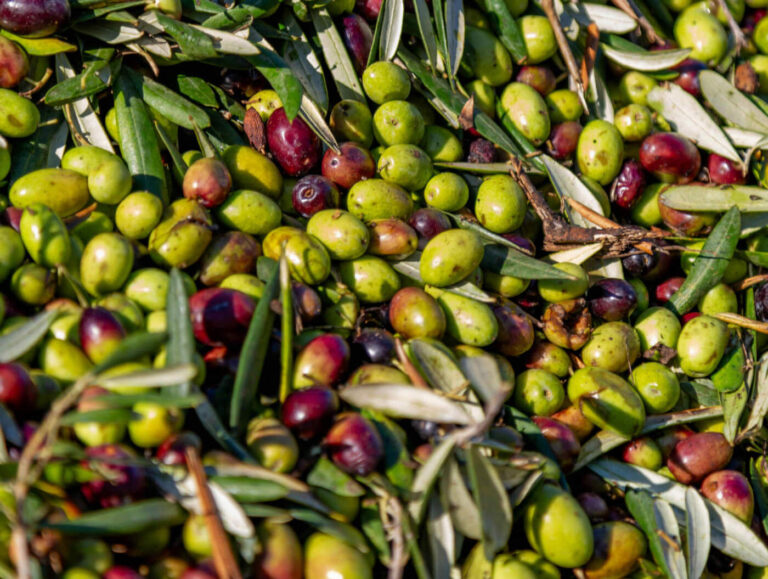 Freshly harvested olives in Puglia, Italy, ready for pressing