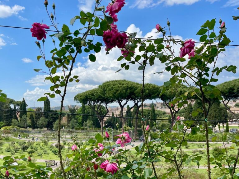 the rose garden on rome's aventine hill in bloom